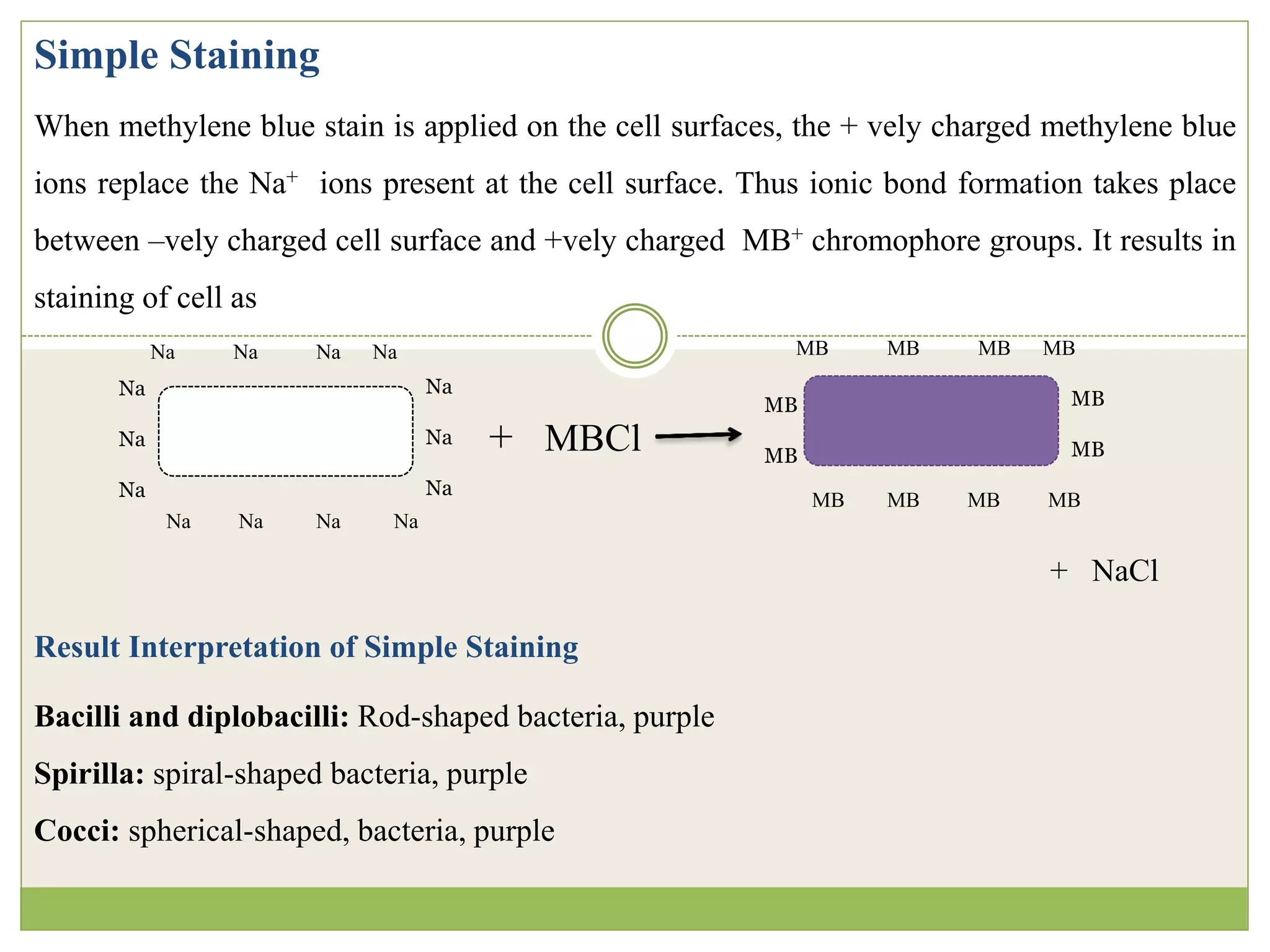 Simple Staining Example Staining | PDF