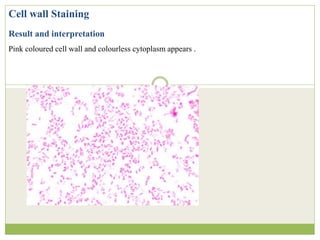 Cell wall Staining
Result and interpretation
Pink coloured cell wall and colourless cytoplasm appears .
 