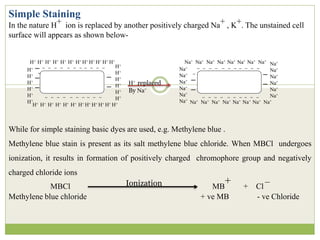 Simple Staining
In the nature H+ ion is replaced by another positively charged Na+ , K+. The unstained cell
surface will appears as shown below-
While for simple staining basic dyes are used, e.g. Methylene blue .
Methylene blue stain is present as its salt methylene blue chloride. When MBCl undergoes
ionization, it results in formation of positively charged chromophore group and negatively
charged chloride ions
MBCl MB
+ + Cl
–
Methylene blue chloride + ve MB - ve Chloride
– – – – – – – – – – –
–
– – – – – – – – – –
–
–
–
H+ H+ H+ H+ H+ H+ H+ H+ H+ H+ H+ H+
H+
H+
H+
H+
H+
H+
H+
H+
H+
H+
H+
H+
H+ H+ H+ H+ H+ H+ H+ H+ H+ H+ H+ H+
– – – – – – – – – – –
–
Na+ Na+ Na+ Na+ Na+ Na+ Na+ Na+
Na+
Na+
Na+
Na+
Na+
Na+
– – – – – – – – – –
Na+ Na+ Na+ Na+ Na+ Na+ Na+ Na+
Na+
Na+
Na+
Na+
Na+
Na+
H+ replaced
By Na+
Ionization
 