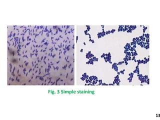 Staining.pptx