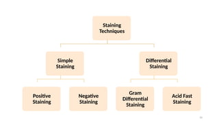 Complex Staining Types Staining of microorganisms (Microbiology).pptx