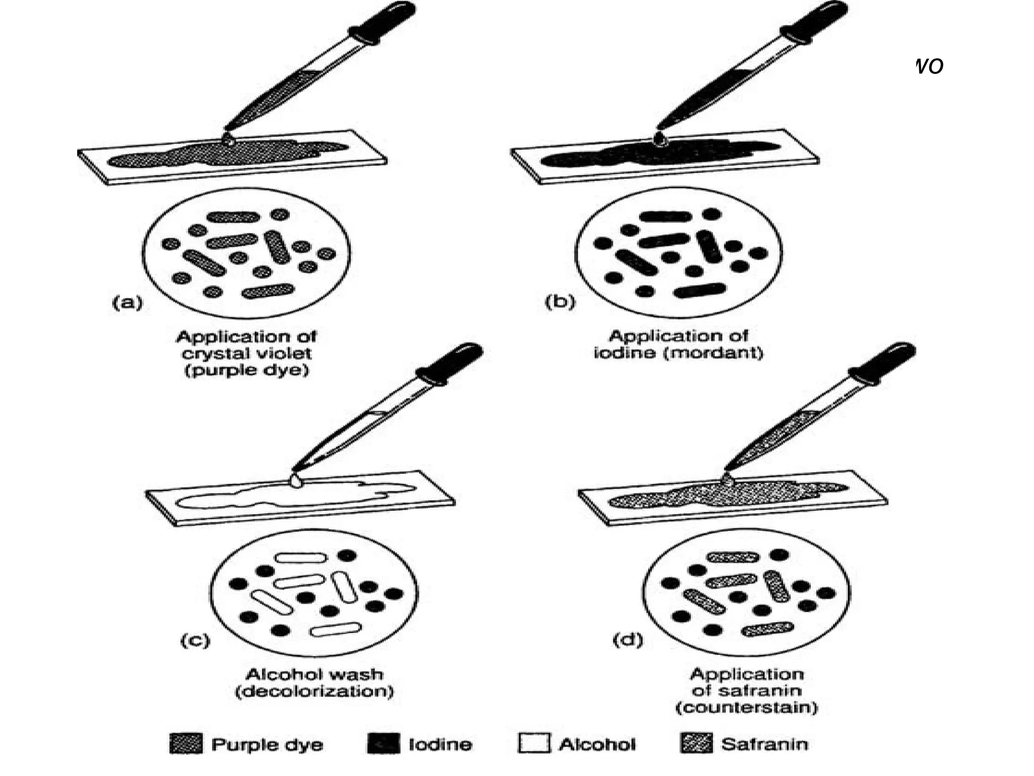 The Gram stain procedure used for differentiating bacteria into two
groups
 