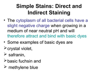 SIMPLE & DIFFERENTIAL STAINING IN THE LA | PPT