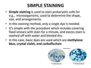 Staining microbiology presentation staining.pdf
