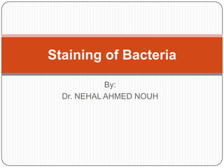 Staining of Bacteria

            By:
  Dr. NEHAL AHMED NOUH
 