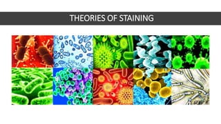 THEORIES OF STAINING
 