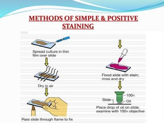 METHODS OF SIMPLE & POSITIVE
STAINING
 