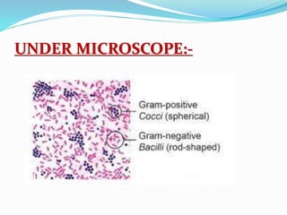 UNDER MICROSCOPE:-
 