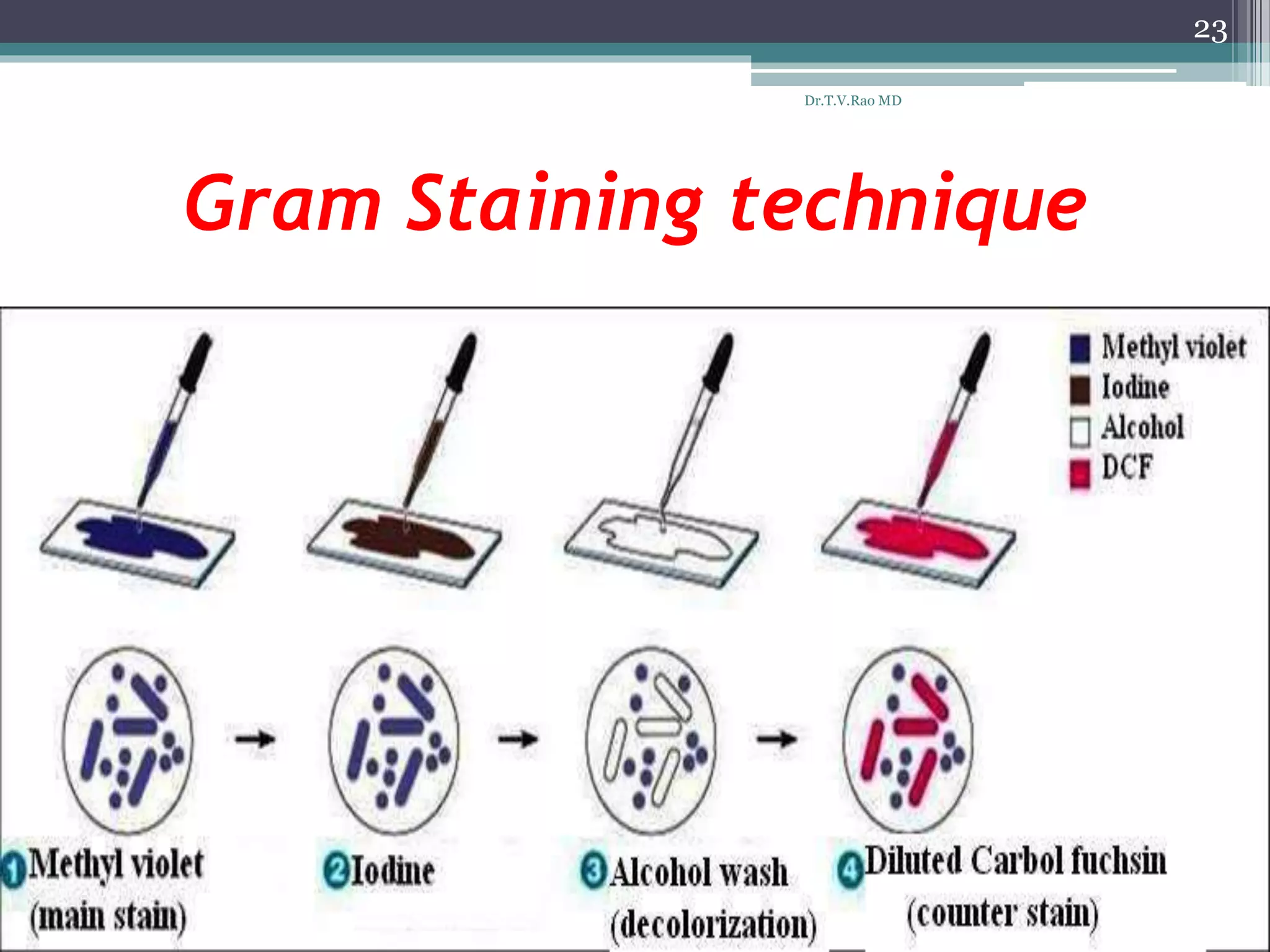 Gram Staining technique
23
Dr.T.V.Rao MD
 