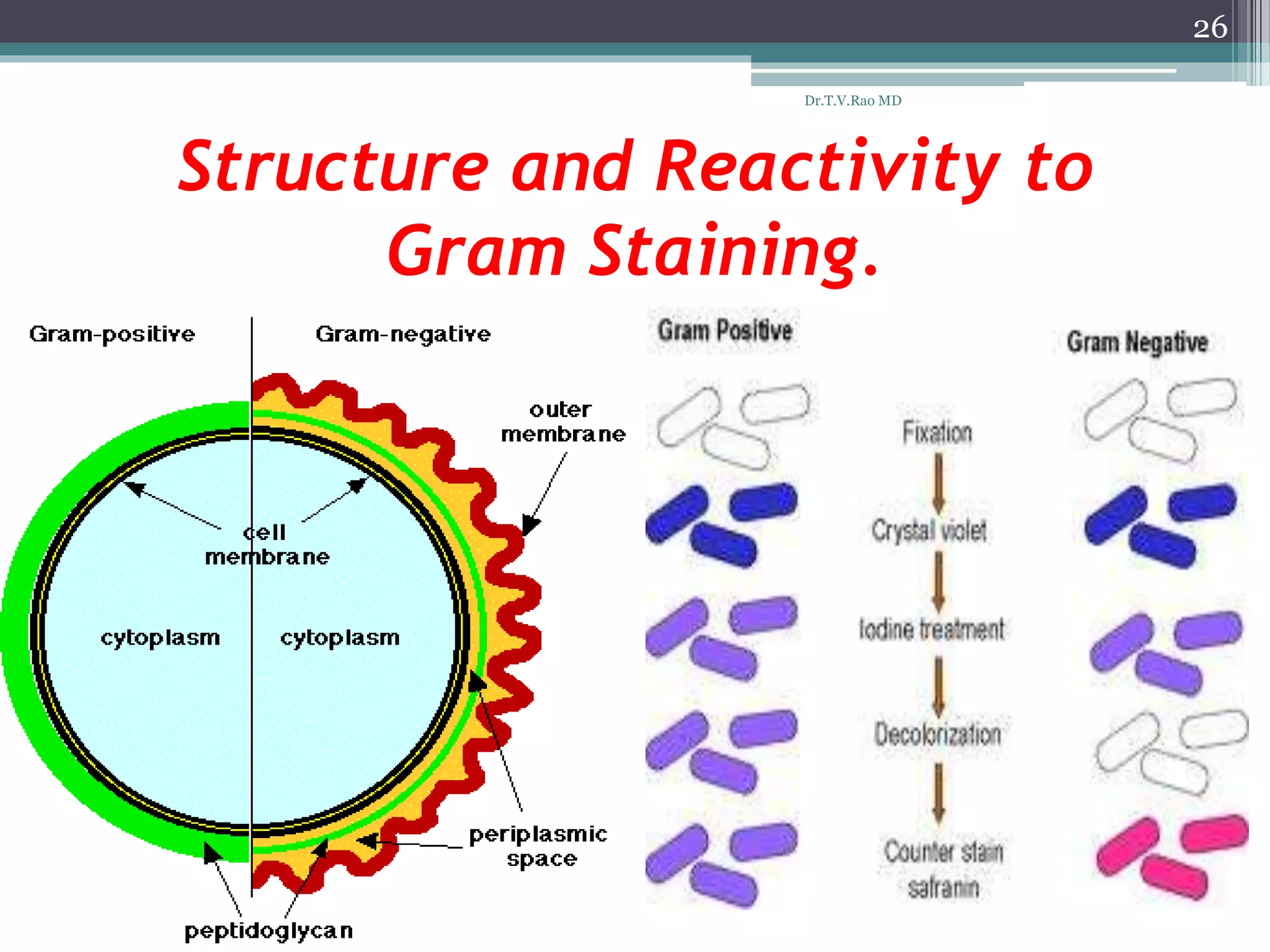 Structure and Reactivity to
Gram Staining.
26
Dr.T.V.Rao MD
 