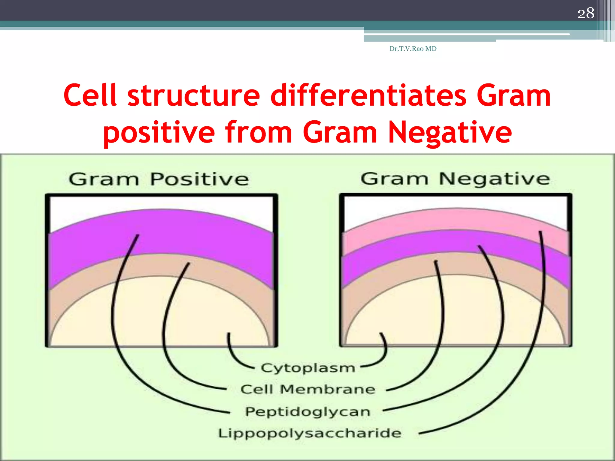 Cell structure differentiates Gram
positive from Gram Negative
28
Dr.T.V.Rao MD
 