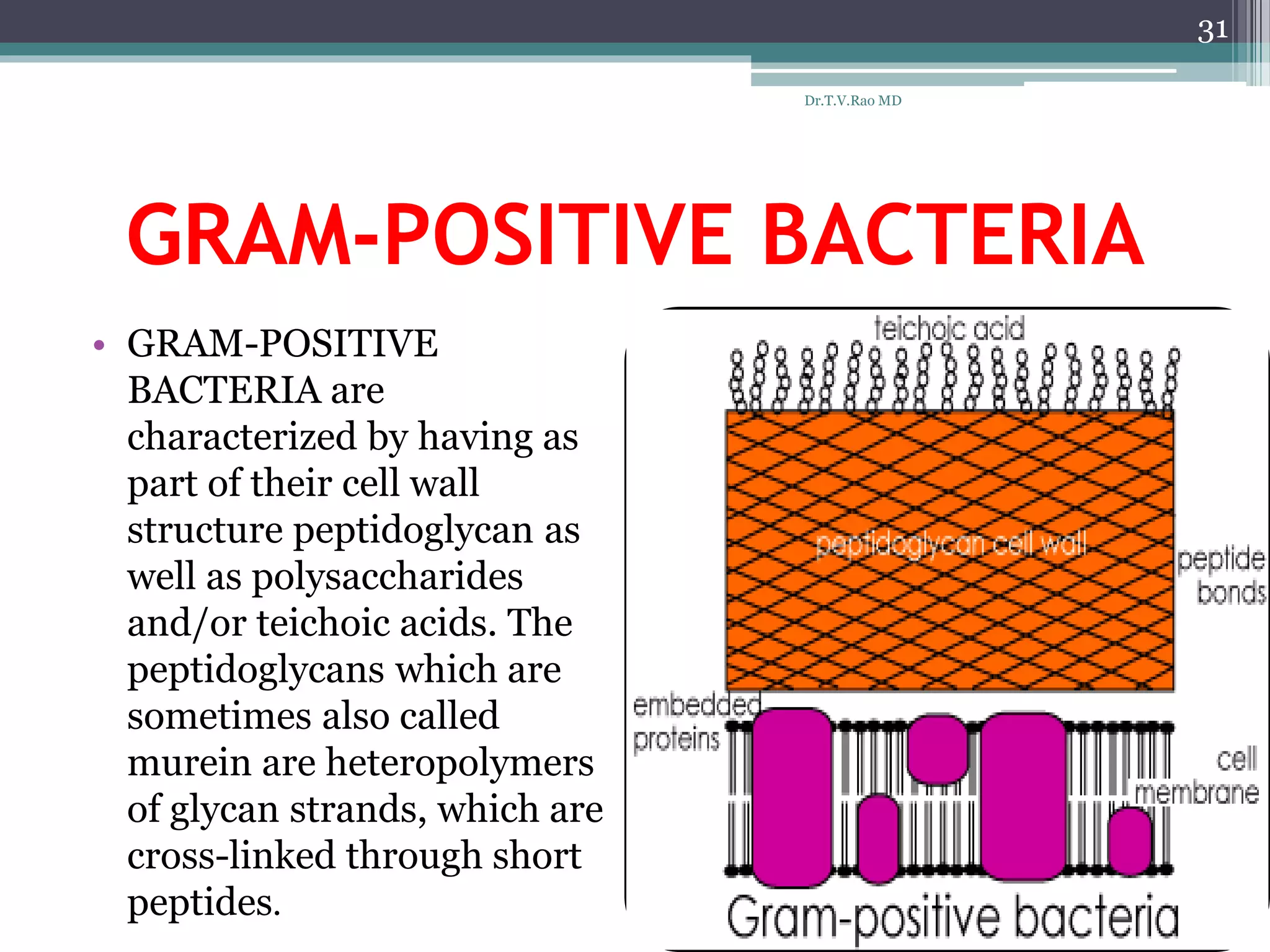 GRAM-POSITIVE BACTERIA
• GRAM-POSITIVE
BACTERIA are
characterized by having as
part of their cell wall
structure peptidoglycan as
well as polysaccharides
and/or teichoic acids. The
peptidoglycans which are
sometimes also called
murein are heteropolymers
of glycan strands, which are
cross-linked through short
peptides.
31
Dr.T.V.Rao MD
 