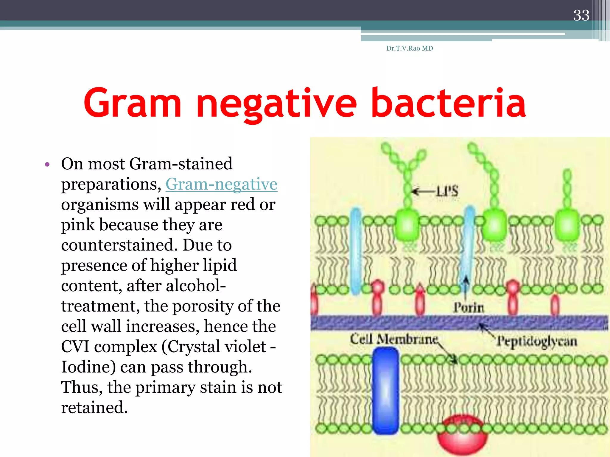 Gram negative bacteria
• On most Gram-stained
preparations, Gram-negative
organisms will appear red or
pink because they are
counterstained. Due to
presence of higher lipid
content, after alcohol-
treatment, the porosity of the
cell wall increases, hence the
CVI complex (Crystal violet -
Iodine) can pass through.
Thus, the primary stain is not
retained.
33
Dr.T.V.Rao MD
 