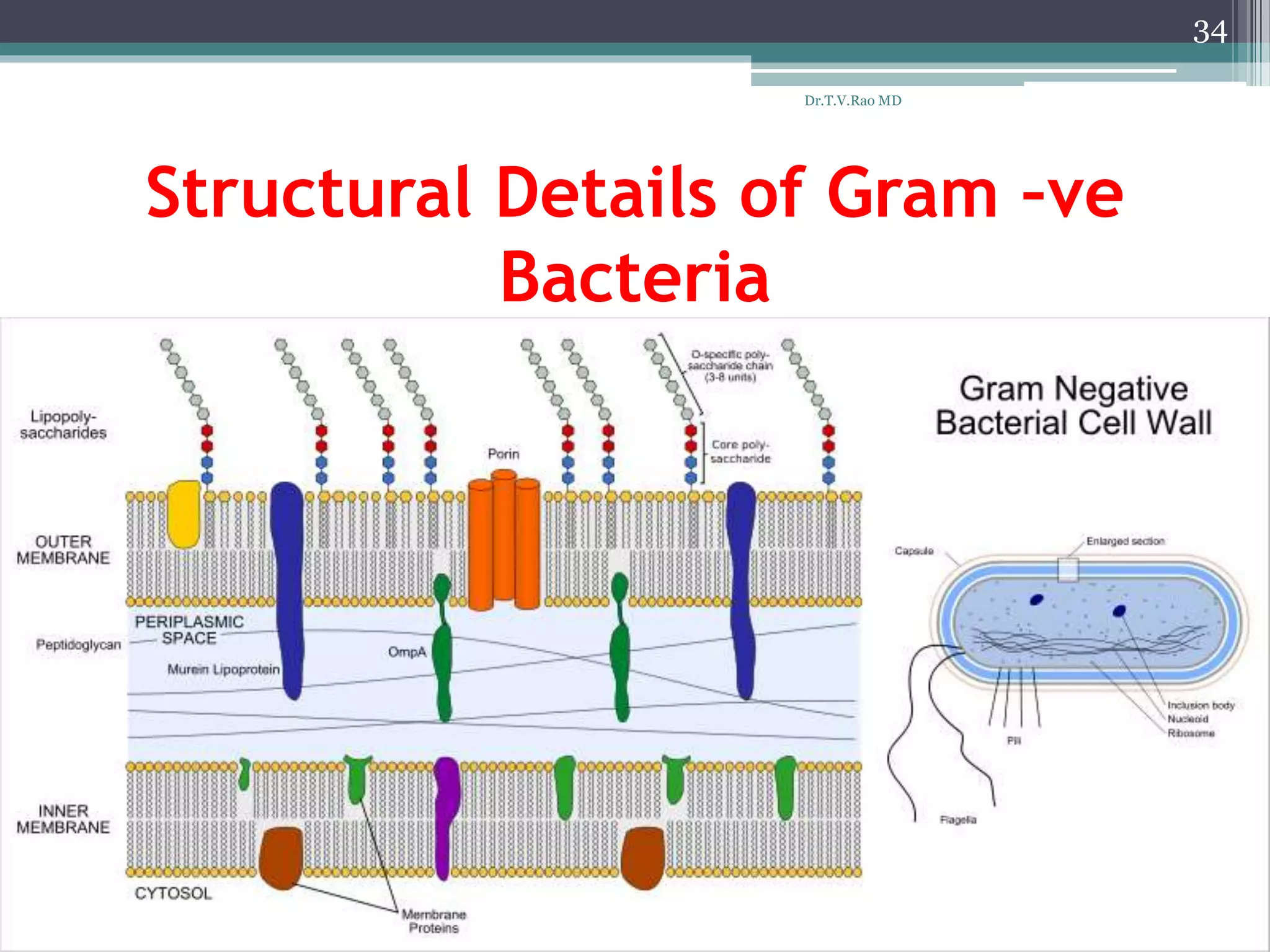 Structural Details of Gram –ve
Bacteria
34
Dr.T.V.Rao MD
 