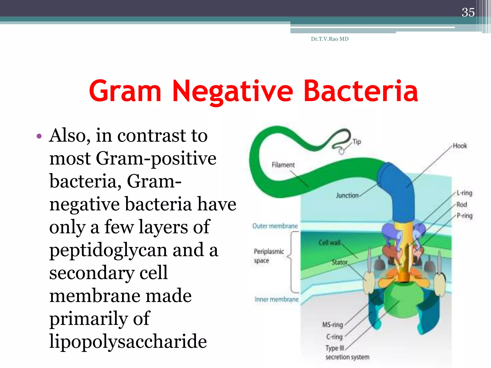 Gram Negative Bacteria
• Also, in contrast to
most Gram-positive
bacteria, Gram-
negative bacteria have
only a few layers of
peptidoglycan and a
secondary cell
membrane made
primarily of
lipopolysaccharide
35
Dr.T.V.Rao MD
 