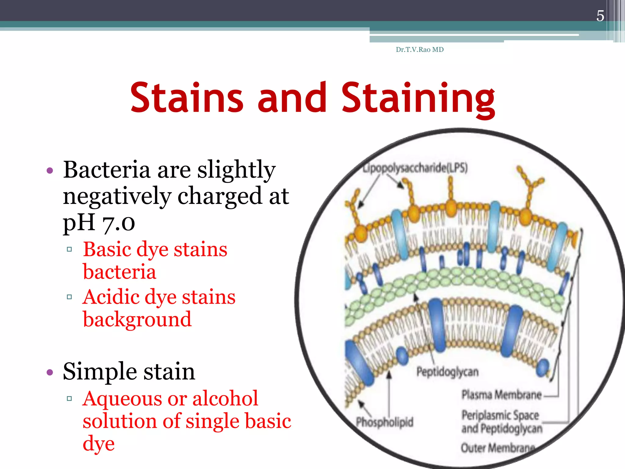 Stains and Staining
• Bacteria are slightly
negatively charged at
pH 7.0
▫ Basic dye stains
bacteria
▫ Acidic dye stains
background
• Simple stain
▫ Aqueous or alcohol
solution of single basic
dye
5
Dr.T.V.Rao MD
 