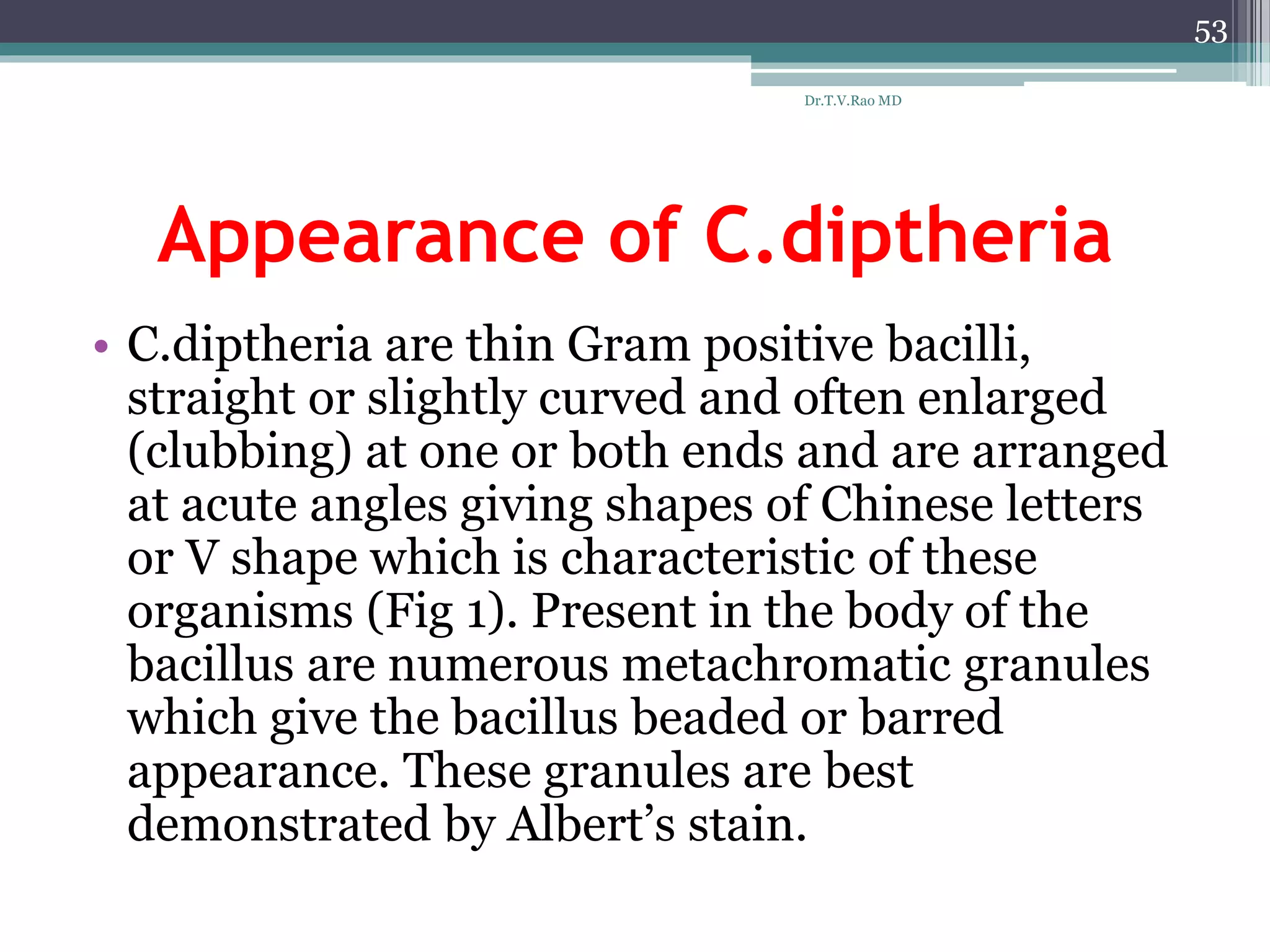 Appearance of C.diptheria
• C.diptheria are thin Gram positive bacilli,
straight or slightly curved and often enlarged
(clubbing) at one or both ends and are arranged
at acute angles giving shapes of Chinese letters
or V shape which is characteristic of these
organisms (Fig 1). Present in the body of the
bacillus are numerous metachromatic granules
which give the bacillus beaded or barred
appearance. These granules are best
demonstrated by Albert’s stain.
53
Dr.T.V.Rao MD
 