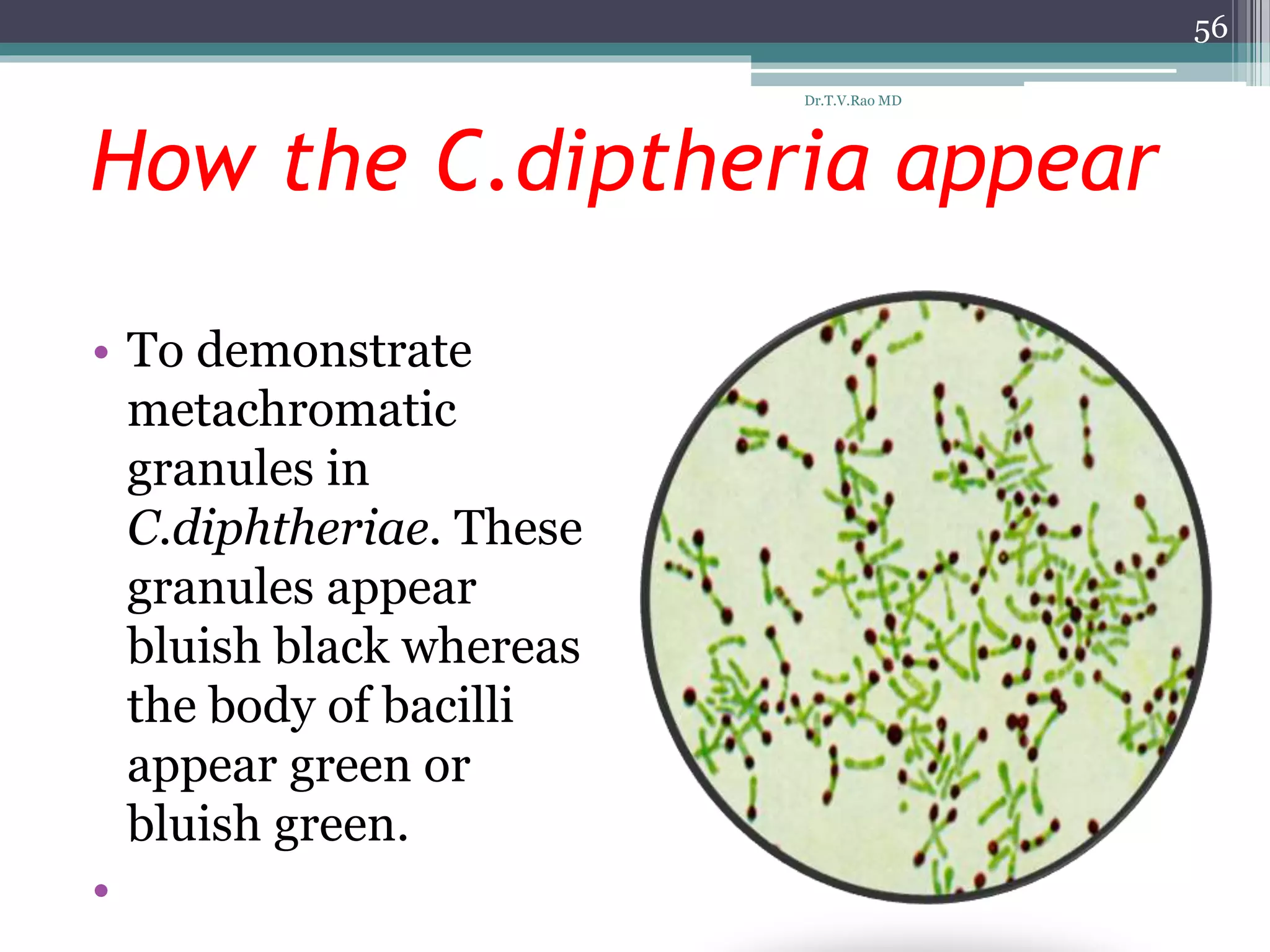 How the C.diptheria appear
• To demonstrate
metachromatic
granules in
C.diphtheriae. These
granules appear
bluish black whereas
the body of bacilli
appear green or
bluish green.
•
56
Dr.T.V.Rao MD
 