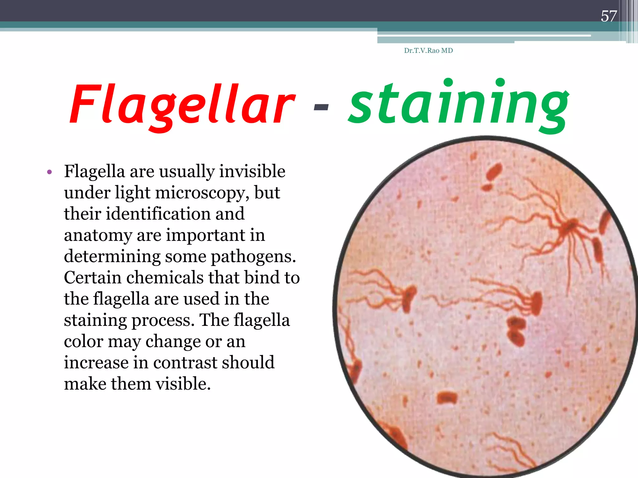 Flagellar - staining
• Flagella are usually invisible
under light microscopy, but
their identification and
anatomy are important in
determining some pathogens.
Certain chemicals that bind to
the flagella are used in the
staining process. The flagella
color may change or an
increase in contrast should
make them visible.
57
Dr.T.V.Rao MD
 