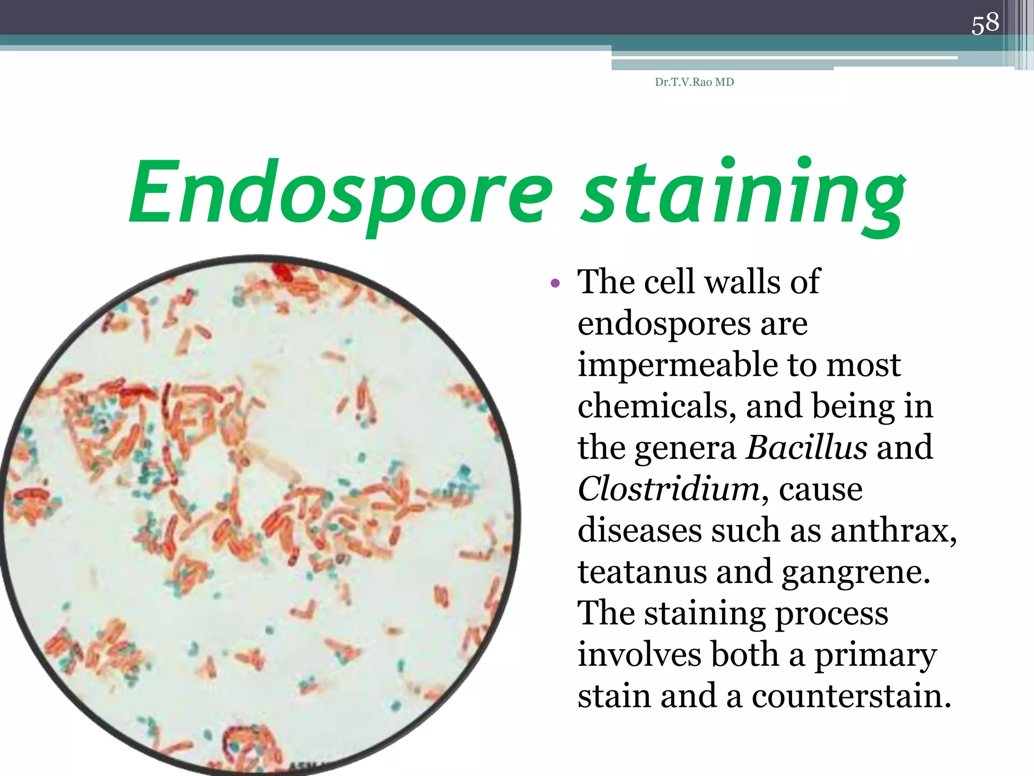 Endospore staining
• The cell walls of
endospores are
impermeable to most
chemicals, and being in
the genera Bacillus and
Clostridium, cause
diseases such as anthrax,
teatanus and gangrene.
The staining process
involves both a primary
stain and a counterstain.
58
Dr.T.V.Rao MD
 