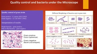 Quality control and bacteria under the Microscope
.
Quality control of gram strain
Gram positive – S. aureus ATCC25923
Gram negative – E. Coli ATCC 25922.
Interpretation of results:
Purple bacteria – gram positive.
Pink to Red bacteria – gram negative
Gram variable
Different Morphology of bacteria seen in gram stain
 