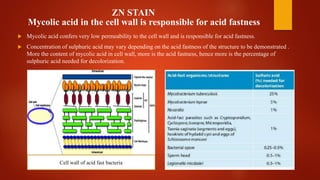 ZN STAIN
Mycolic acid in the cell wall is responsible for acid fastness
 Mycolic acid confers very low permeability to the cell wall and is responsible for acid fastness.
 Concentration of sulphuric acid may vary depending on the acid fastness of the structure to be demonstrated .
More the content of mycolic acid in cell wall, more is the acid fastness, hence more is the percentage of
sulphuric acid needed for decolorization.
Cell wall of acid fast bacteria
 