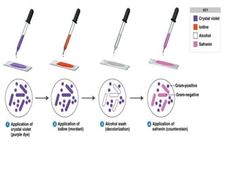 Correct Staining Pattern Staining methods.pptx