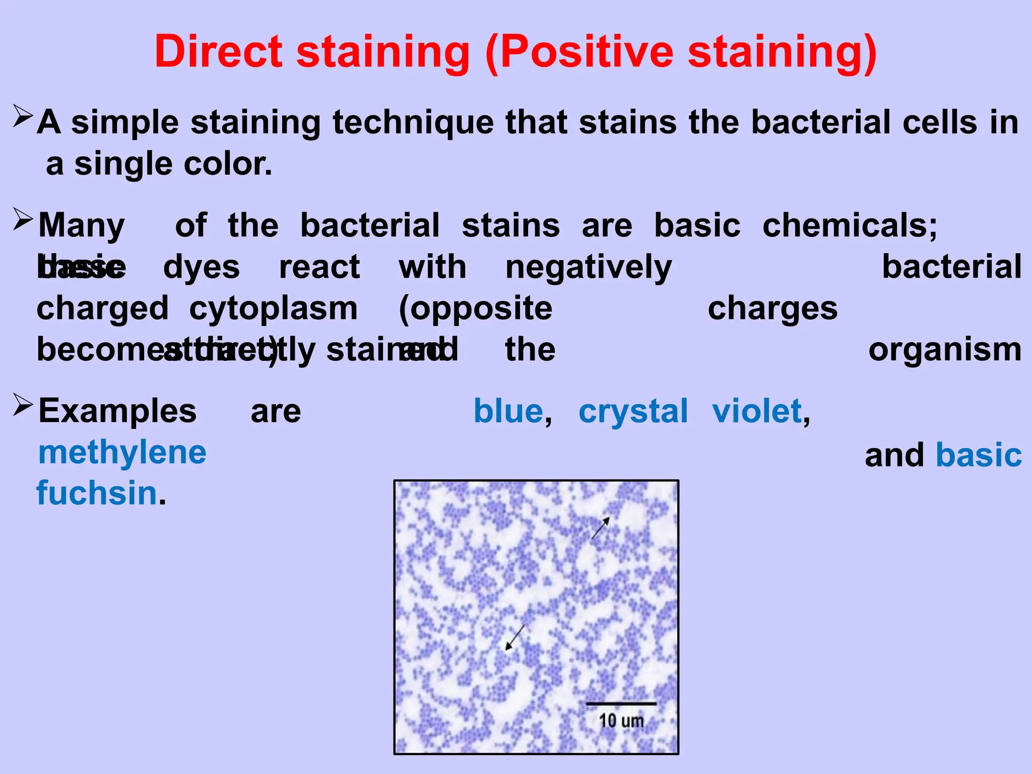 Direct staining (Positive staining)
A simple staining technique that stains the bacterial cells in
a single color.
Many of the bacterial stains are basic chemicals;
these
basic dyes react with negatively
charged cytoplasm (opposite charges
attract) and the
blue, crystal violet,
bacterial
organism
and basic
becomes directly stained
Examples are
methylene
fuchsin.
 