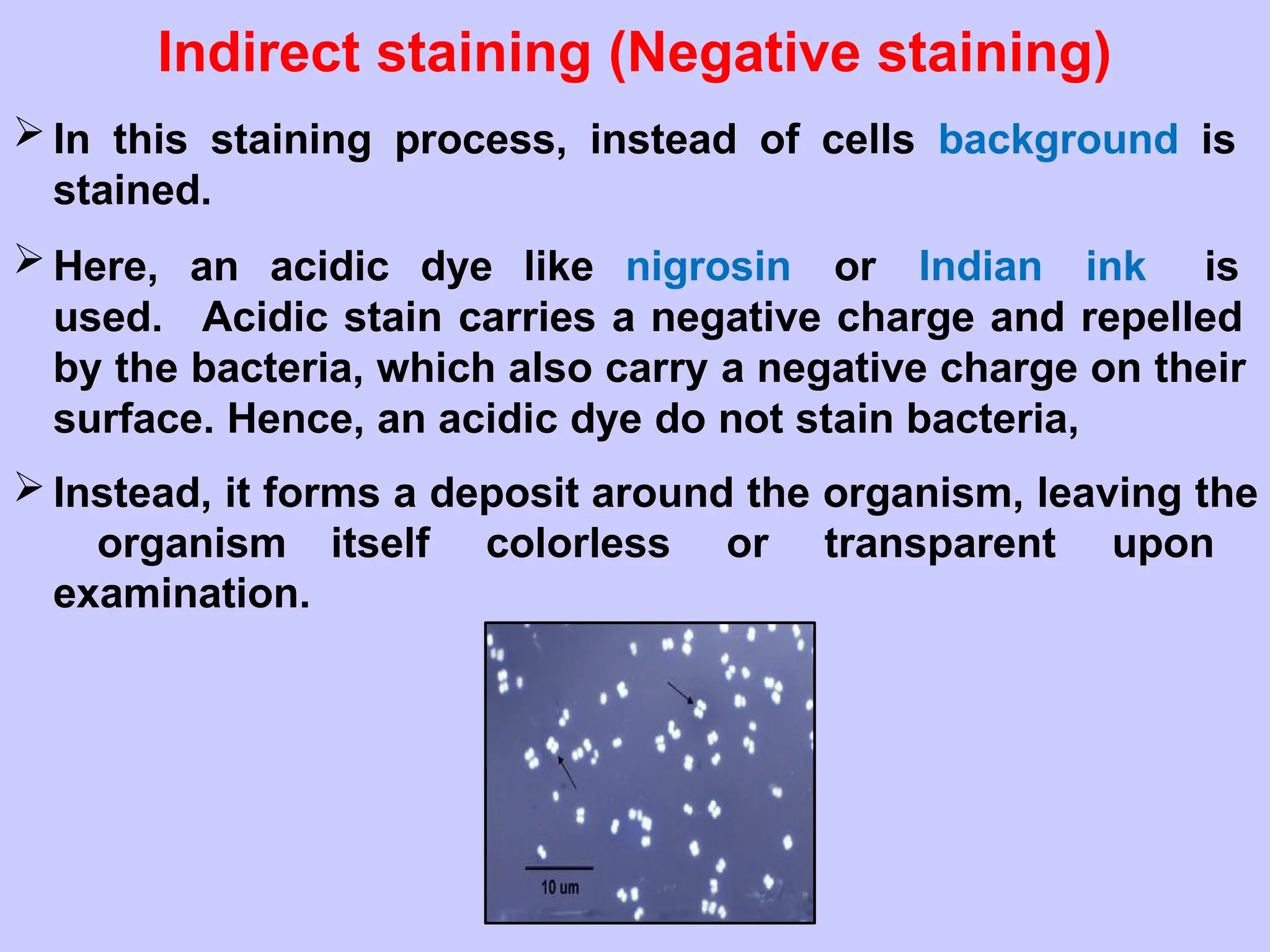 Indirect staining (Negative staining)
 In this staining process, instead of cells background is
stained.
 Here, an acidic dye like nigrosin or Indian ink is
used. Acidic stain carries a negative charge and repelled
by the bacteria, which also carry a negative charge on their
surface. Hence, an acidic dye do not stain bacteria,
 Instead, it forms a deposit around the organism, leaving the
organism itself colorless or transparent upon
examination.
 
