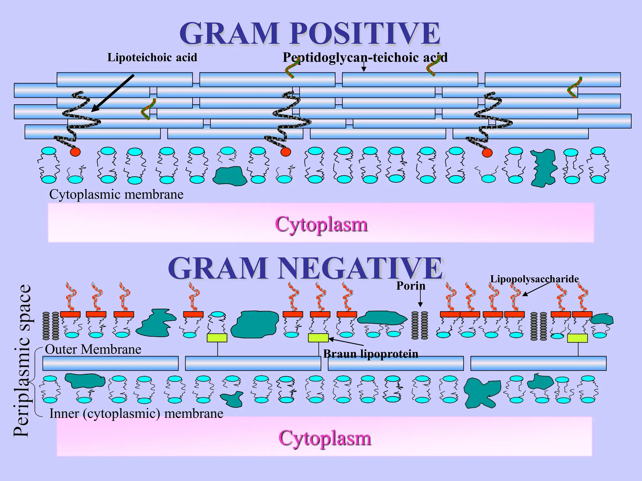 GRAM NEGATIVE
Cytoplasm
Cytoplasm
GRAM POSITIVE
Lipoteichoic acid Peptidoglycan-teichoic acid
Cytoplasmic membrane
Inner (cytoplasmic) membrane
Outer Membrane
Lipopolysaccharide
Porin
Braun lipoprotein
 