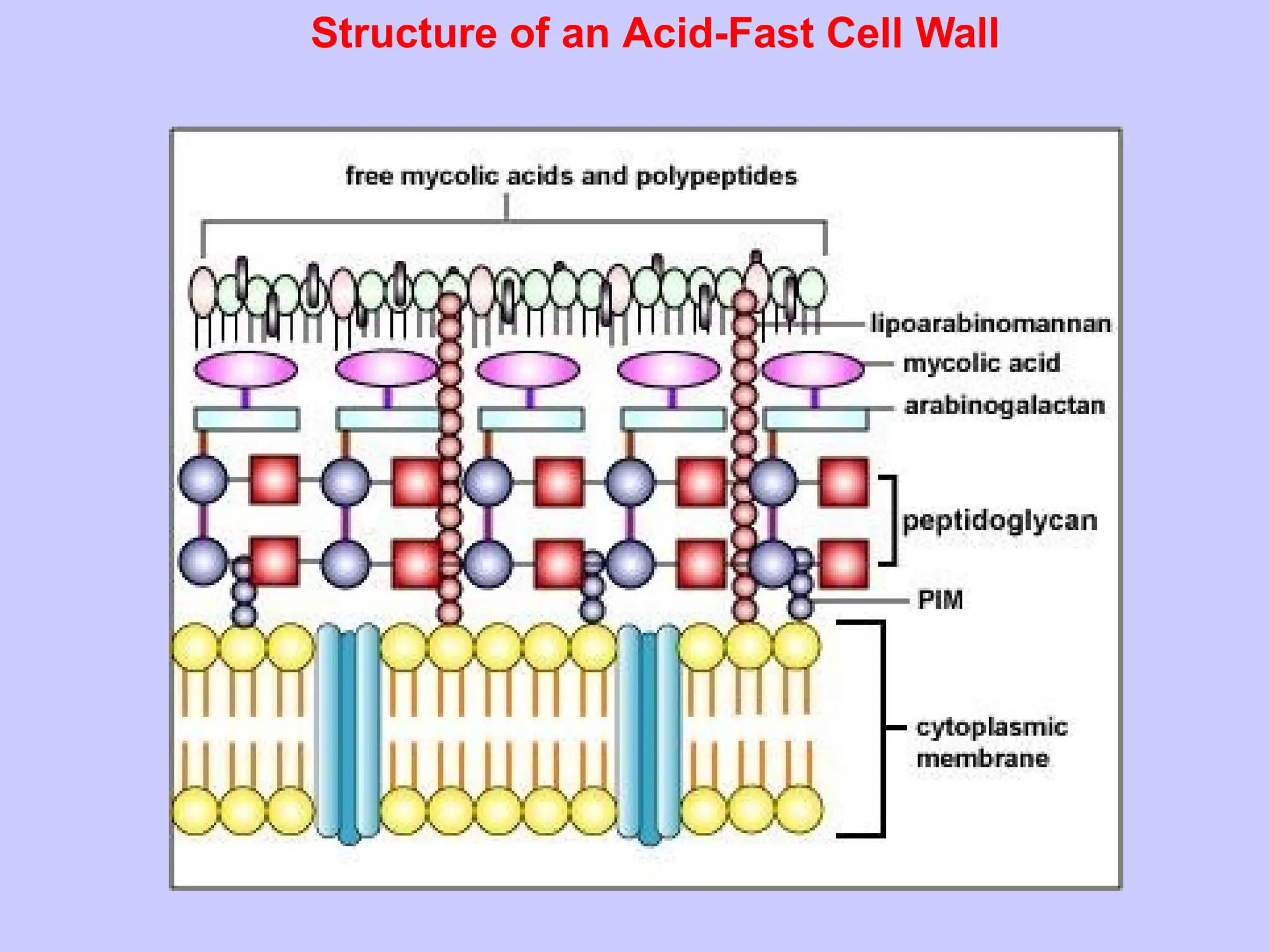 Structure of an Acid-Fast Cell Wall
 