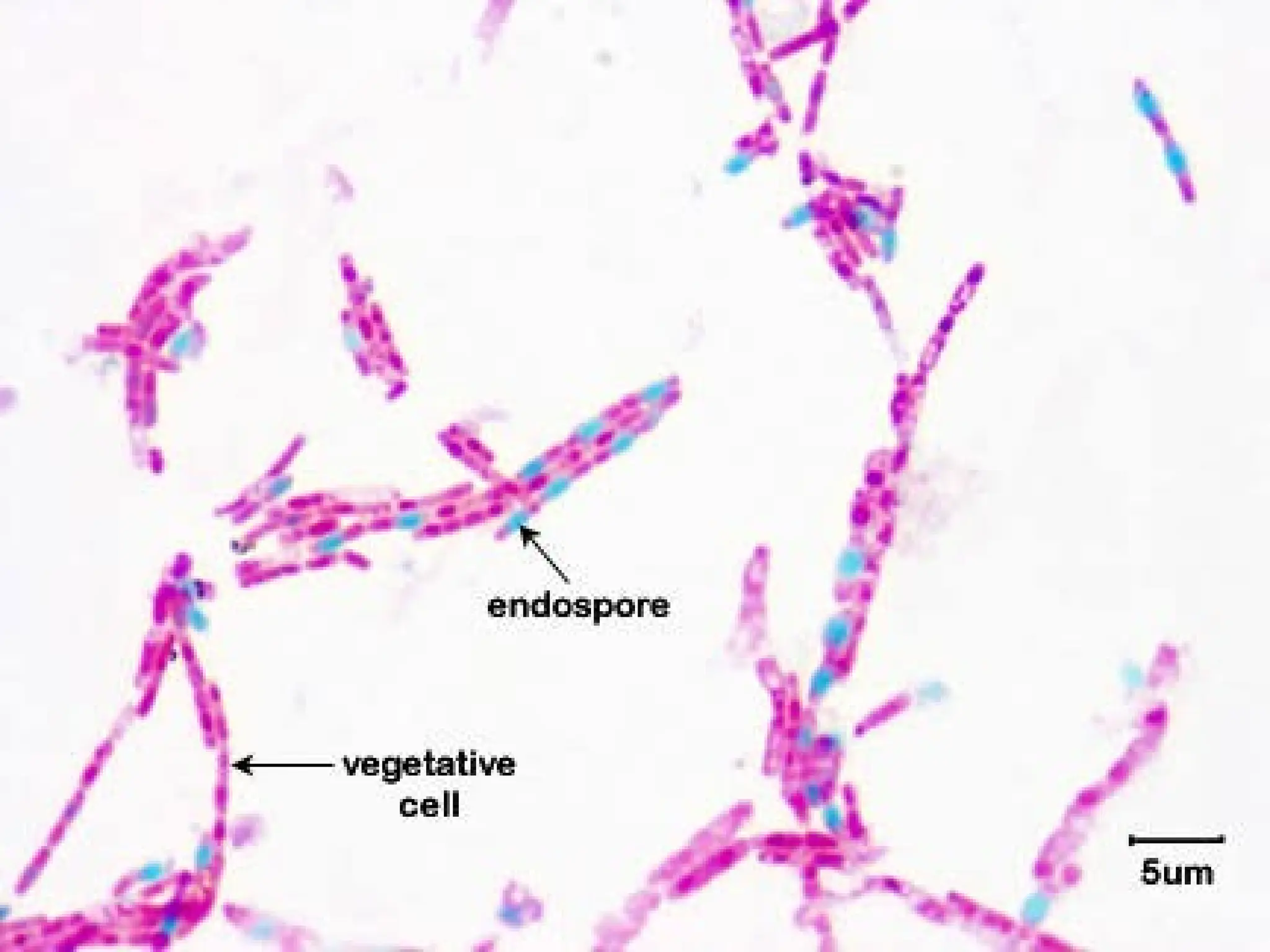 staining methods.pptx for bacteria best slides for presentation