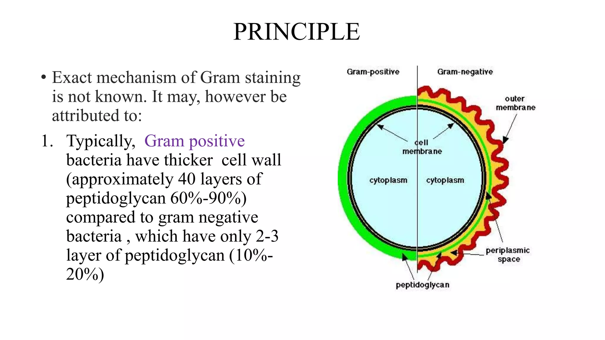 PRINCIPLE
• Exact mechanism of Gram staining
is not known. It may, however be
attributed to:
1. Typically, Gram positive
bacteria have thicker cell wall
(approximately 40 layers of
peptidoglycan 60%-90%)
compared to gram negative
bacteria , which have only 2-3
layer of peptidoglycan (10%-
20%)
 
