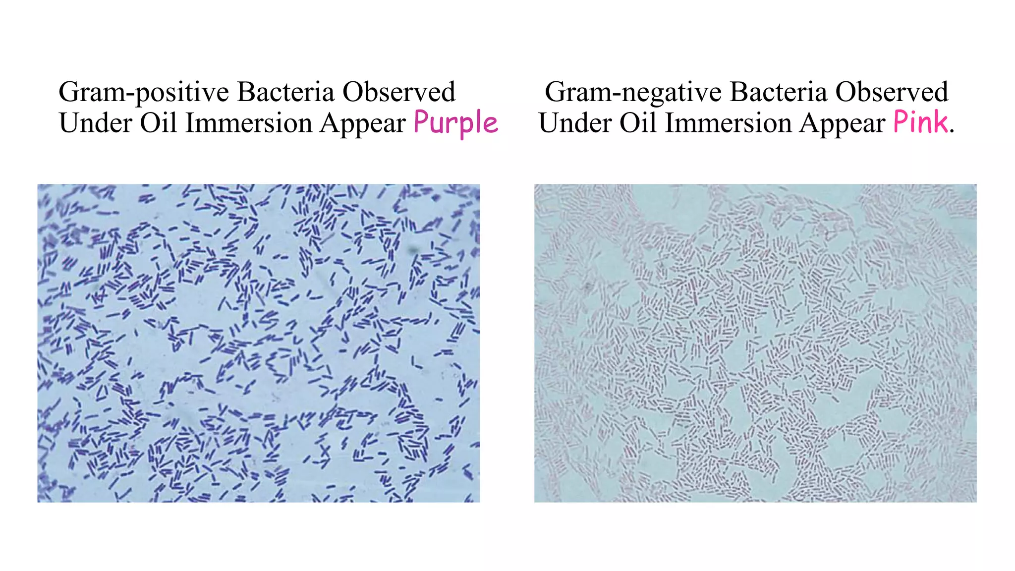 Gram-positive Bacteria Observed
Under Oil Immersion Appear Purple
Gram-negative Bacteria Observed
Under Oil Immersion Appear Pink.
 
