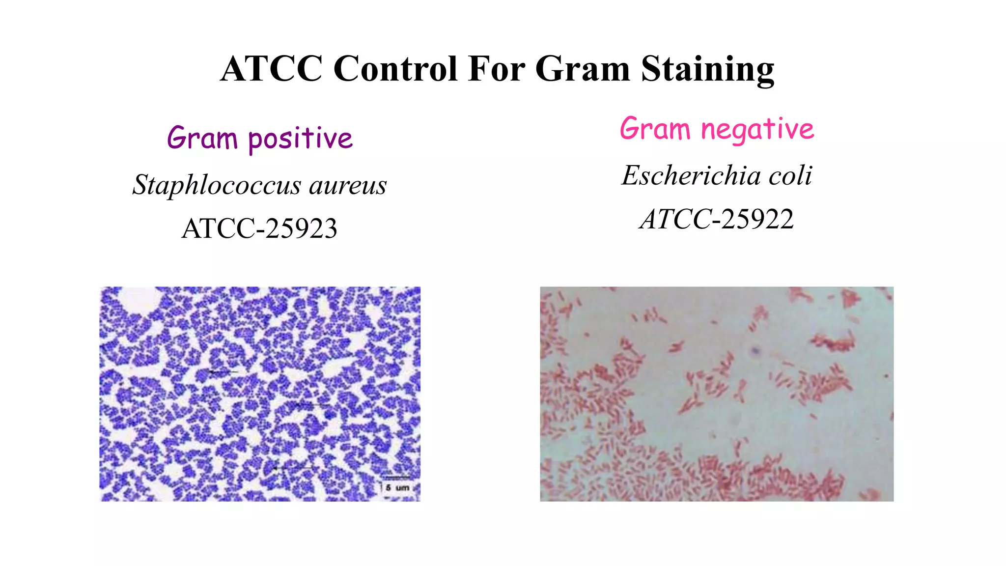 ATCC Control For Gram Staining
Gram positive
Staphlococcus aureus
ATCC-25923
Gram negative
Escherichia coli
ATCC-25922
 