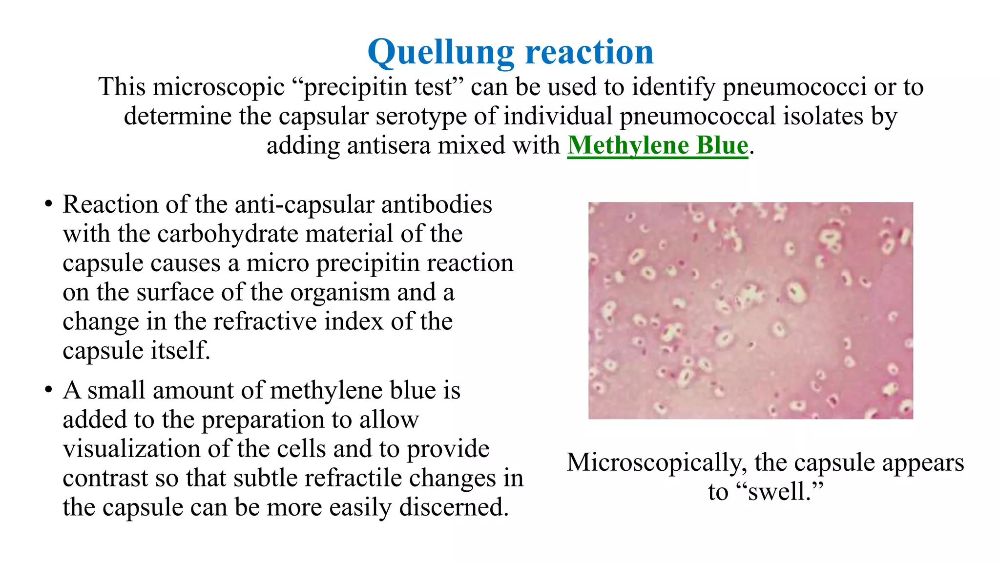 Quellung reaction
This microscopic “precipitin test” can be used to identify pneumococci or to
determine the capsular serotype of individual pneumococcal isolates by
adding antisera mixed with Methylene Blue.
• Reaction of the anti-capsular antibodies
with the carbohydrate material of the
capsule causes a micro precipitin reaction
on the surface of the organism and a
change in the refractive index of the
capsule itself.
• A small amount of methylene blue is
added to the preparation to allow
visualization of the cells and to provide
contrast so that subtle refractile changes in
the capsule can be more easily discerned.
Microscopically, the capsule appears
to “swell.”
 