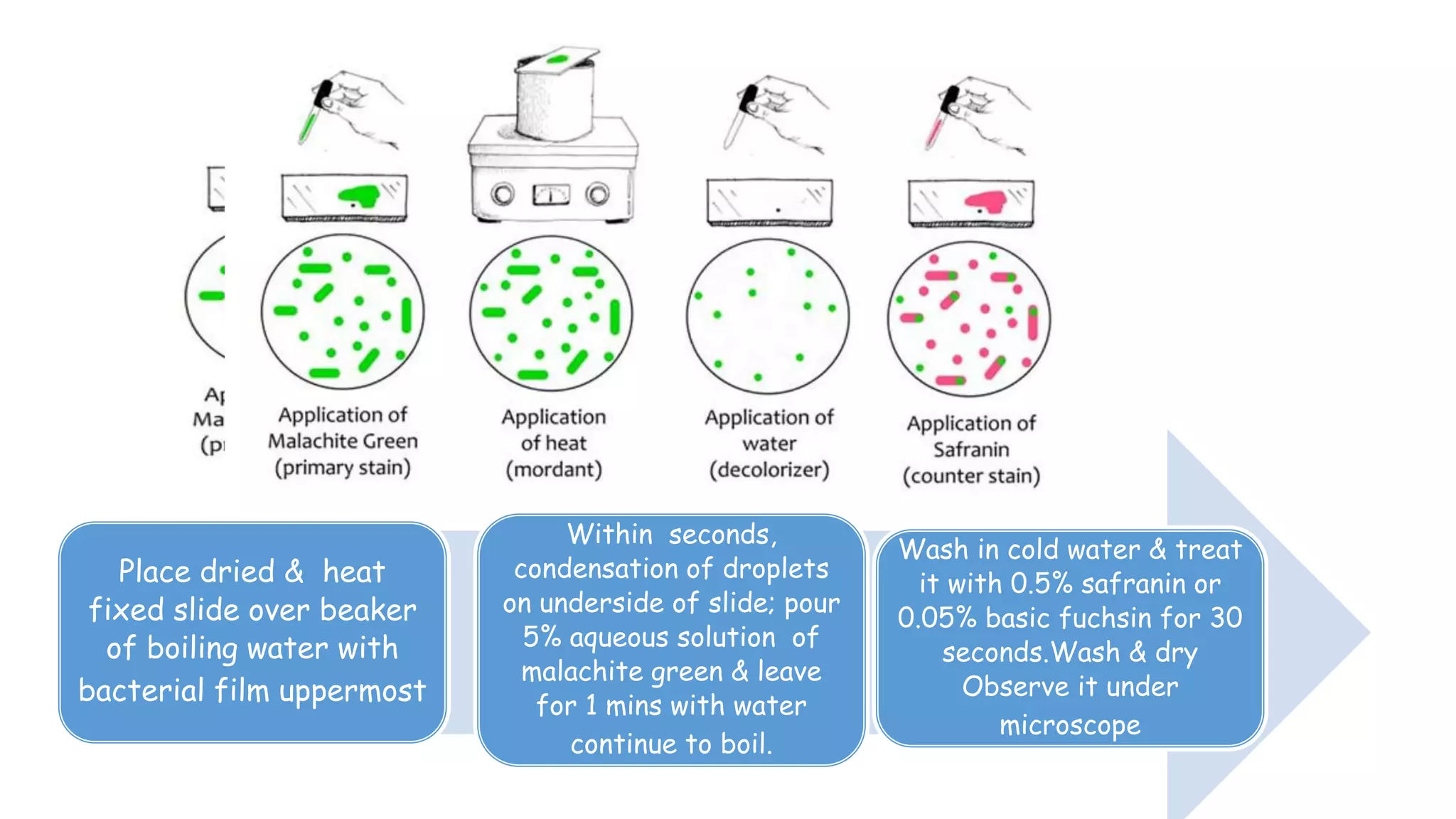 Place dried & heat
fixed slide over beaker
of boiling water with
bacterial film uppermost
Within seconds,
condensation of droplets
on underside of slide; pour
5% aqueous solution of
malachite green & leave
for 1 mins with water
continue to boil.
Wash in cold water & treat
it with 0.5% safranin or
0.05% basic fuchsin for 30
seconds.Wash & dry
Observe it under
microscope
 