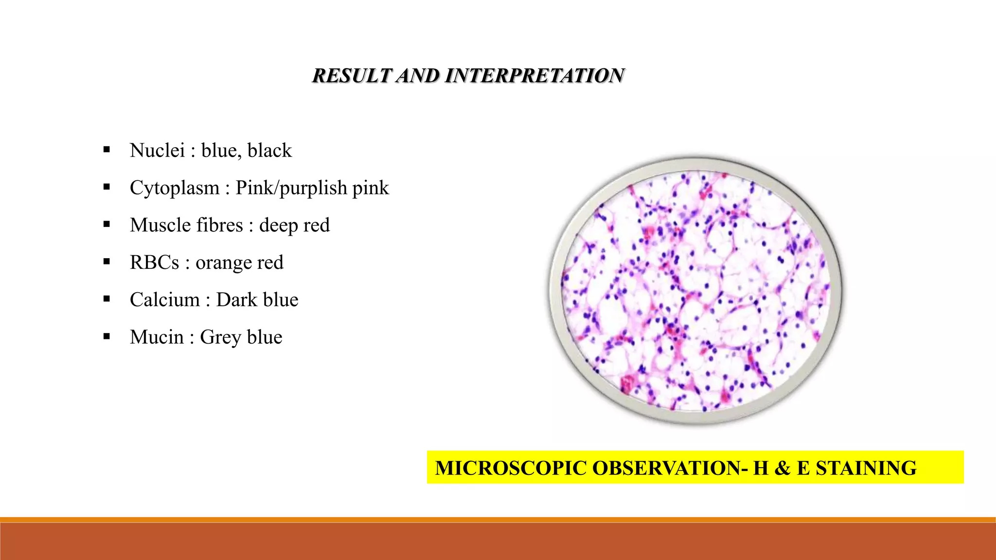 RESULT AND INTERPRETATION
 Nuclei : blue, black
 Cytoplasm : Pink/purplish pink
 Muscle fibres : deep red
 RBCs : orange red
 Calcium : Dark blue
 Mucin : Grey blue
MICROSCOPIC OBSERVATION- H & E STAINING
 
