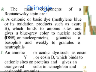 Princigle
& The main components of a
Romanowsky stain are:
&. A cationic or basic dye (methylene blue
or its oxidation products such as azure
B), which binds to anionic sites and
gives a blue-grey color to nucleic acids
(DNA or
RNA), nucleoproteins,
basophils and weakly to
granules o
granules o
neutrophils
fl An anionic or acidic dye such as eosin
Y , or eosin B, which binds to
cationic sites on proteins and gives an
orange-red color to hemoglobin and p,
 