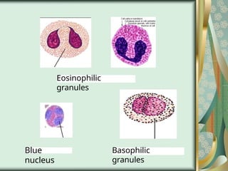 Eosinophilic
granules
Blue
nucleus
Basophilic
granules
 
