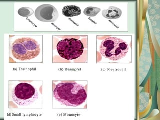 ta) Ensinnphil
Id) Small lymphocyte (e) Monocyte
(c) N eutroph il
 