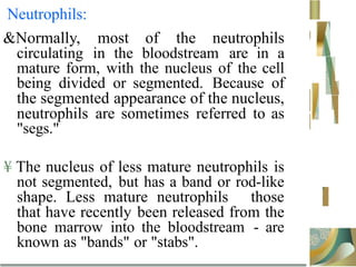 Neutrophils:
&Normally, most of the neutrophils
circulating in the bloodstream are in a
mature form, with the nucleus of the cell
being divided or segmented. Because of
the segmented appearance of the nucleus,
neutrophils are sometimes referred to as
"segs."
¥ The nucleus of less mature neutrophils is
not segmented, but has a band or rod-like
shape. Less mature neutrophils those
that have recently been released from the
bone marrow into the bloodstream - are
known as "bands" or "stabs".
 