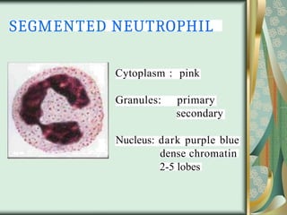 SEGMENTED NEUTROPHIL
Cytoplasm : pink
Granules: primary
secondary
Nucleus: dark purple blue
dense chromatin
2-5 lobes
 