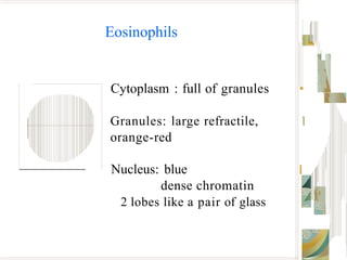 Eosinophils
Cytoplasm : full of granules •
Granules: large refractile,
orange-red
1
Nucleus: blue
dense chromatin
2 lobes like a pair of glass
 