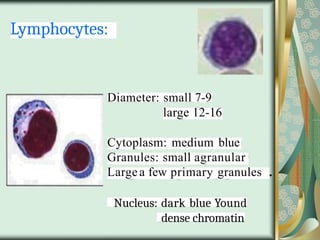 Lymphocytes:
Diameter: small 7-9
large 12-16
Cytoplasm: medium blue
Granules: small agranular
Largea few primary granules
Nucleus: dark blue Yound
dense chromatin
 