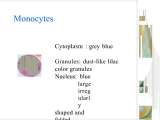 Monocytes
Cytoplasm : grey blue
Granules: dust-like lilac
color granules
Nucleus: blue
large
irreg
ularl
y
shaped and
 