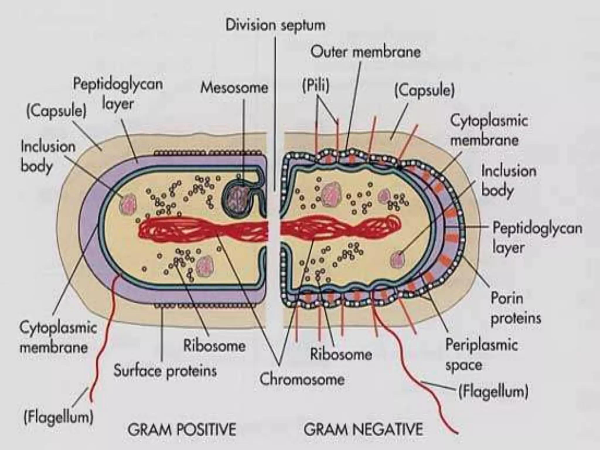 Cell structure differentiates Gram
positive from Gram Negative
 