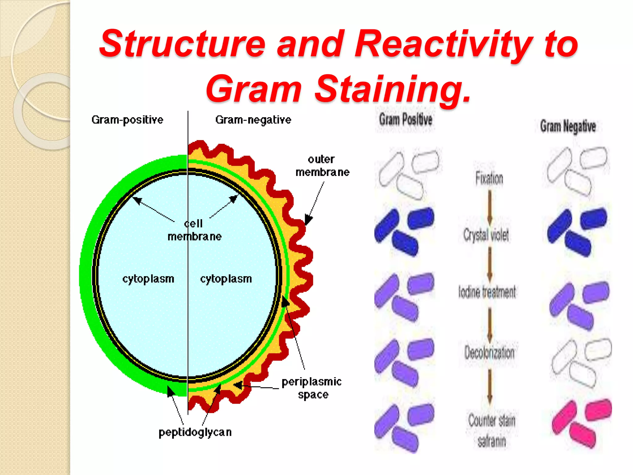 Structure and Reactivity to
Gram Staining.
 