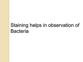 Staining helps in observation of
Bacteria
 