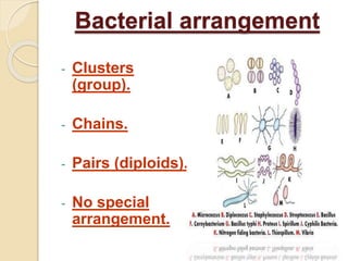 Bacterial arrangement
- Clusters
(group).
- Chains.
- Pairs (diploids).
- No special
arrangement.
 